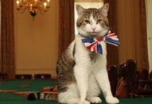 📽️Son kurbanı Rishi Sunak… 5 başbakan devirdi; o’nu kimse yerinden edemedi: Kedi Larry!