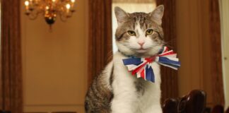 📽️Son kurbanı Rishi Sunak… 5 başbakan devirdi; o’nu kimse yerinden edemedi: Kedi Larry!