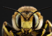 📽️Arının tokadı!