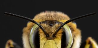 📽️Arının tokadı!