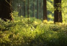 Göç dalgasına onlar da katıldı: “İklim değişikliği bitkileri göç ettiriyor”