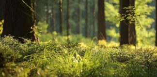 Göç dalgasına onlar da katıldı: “İklim değişikliği bitkileri göç ettiriyor”