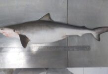 Brezilya kıyılarındaki köpek balıklarının kokain testi pozitif çıktı!