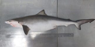 Brezilya kıyılarındaki köpek balıklarının kokain testi pozitif çıktı!