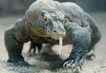 Araştırma/ Komodo ejderlerinin dişleri demir tabakayla kaplı