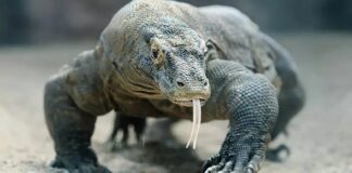 Araştırma/ Komodo ejderlerinin dişleri demir tabakayla kaplı