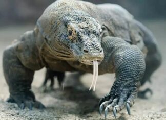 Araştırma/ Komodo ejderlerinin dişleri demir tabakayla kaplı