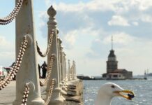 Kentlerde yaşayan martılar, bazı atıştırmalıklarınızı çalsalar bile, aslında deniz ürünlerini tercih ediyorlar.