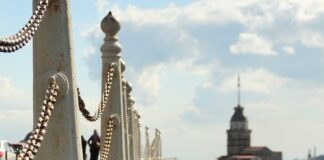 Kentlerde yaşayan martılar, bazı atıştırmalıklarınızı çalsalar bile, aslında deniz ürünlerini tercih ediyorlar.