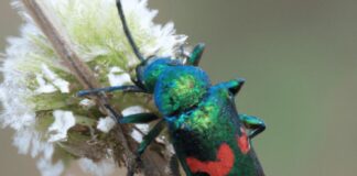 Aralarında cırcır böceği de var: Singapur’da 16 böcek türü yiyecek olarak onaylandı!