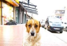 Sokak hayvanları düzenlemesinden ‘ötenazi’ kelimesinin çıkarıldığı belirtiliyor.