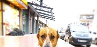 Sokak hayvanları düzenlemesinden ‘ötenazi’ kelimesinin çıkarıldığı belirtiliyor.