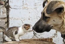 KONDA: Toplumun yüzde 85’i sokak hayvanlarıyla ilgili yasa önerisine karşı.