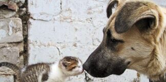 KONDA: Toplumun yüzde 85’i sokak hayvanlarıyla ilgili yasa önerisine karşı.