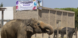 İyi ki doğdun Winner!