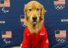 Olimpiyatlarda ABD jimnastik takımının ‘ruhsal terapisti’ bir köpek: Golden Retriever Beacon!