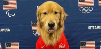 Olimpiyatlarda ABD jimnastik takımının ‘ruhsal terapisti’ bir köpek: Golden Retriever Beacon!