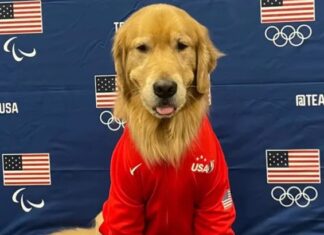 Olimpiyatlarda ABD jimnastik takımının ‘ruhsal terapisti’ bir köpek: Golden Retriever Beacon!