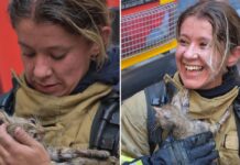 📽️Yangından etkilenen kediyi kendi solunum cihazıyla hayata döndürdü.