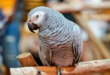 📽️ TikTok fenomeni Papağan Apollo, kuş beyinli olmadığını 3 dakikada kanıtlayarak Guinness Dünya Rekoru’nu kırdı.