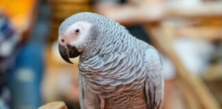 📽️ TikTok fenomeni Papağan Apollo, kuş beyinli olmadığını 3 dakikada kanıtlayarak Guinness Dünya Rekoru’nu kırdı.