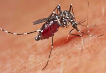 Sağlık Bakanlığı: ‘2024 yılında Türkiye’de 6 kişide Batı Nil Virüsü tespit edildi; hastaların takip ve tedavilerine devam ediliyor.’