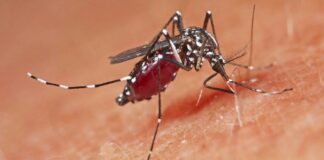 Sağlık Bakanlığı: ‘2024 yılında Türkiye’de 6 kişide Batı Nil Virüsü tespit edildi; hastaların takip ve tedavilerine devam ediliyor.’