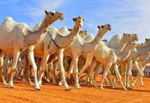 Suudi Arabistan’da deve güzellik yarışmasında botokslu ve estetikli hayvanlar diskalifiye edildi!