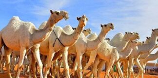 Suudi Arabistan’da deve güzellik yarışmasında botokslu ve estetikli hayvanlar diskalifiye edildi!