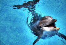 İnsanlara yönelik 18 saldırıdan ‘Cinsel Hayal Kırıklığı’ yaşayan bir Yunus’un sorumlu olabileceği belirtiliyor .