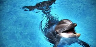 İnsanlara yönelik 18 saldırıdan ‘Cinsel Hayal Kırıklığı’ yaşayan bir Yunus’un sorumlu olabileceği belirtiliyor .