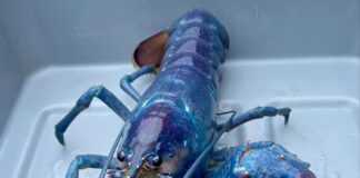 100 milyonda bir görülen nadir ‘pamuk şeker’ ıstakozu ABD New Hampshire kıyılarında yakalandı