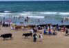 İnekler plajda!