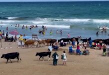 İnekler plajda!