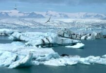 Kuzey Buz Denizi’nde, yeni antibiyotiklere kaynaklık edebilecek mikroplar bulundu.