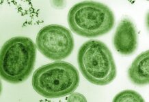 Bakteriler, mevsim değişikliğini önceden sezerek ona göre ‘uyum hazırlığı’ yapıyor!