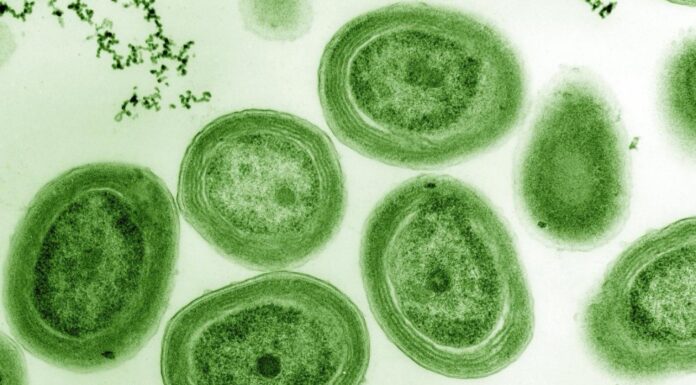 Bakteriler, mevsim değişikliğini önceden sezerek ona göre ‘uyum hazırlığı’ yapıyor!