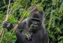 Kendi kendilerini tedavi eden gorillerin kullandığı 4 ağaç ‘ilaç olma olasılığı’ yüksek olarak belirlendi.