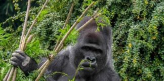 Kendi kendilerini tedavi eden gorillerin kullandığı 4 ağaç ‘ilaç olma olasılığı’ yüksek olarak belirlendi.