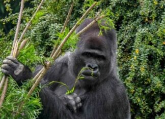 Kendi kendilerini tedavi eden gorillerin kullandığı 4 ağaç ‘ilaç olma olasılığı’ yüksek olarak belirlendi.