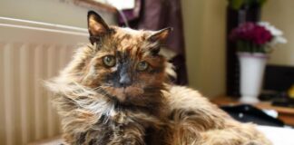 “Rosie” öldü! 33 yaşındaki Rosie, dünyanın en yaşlı kedisi olarak biliniyordu