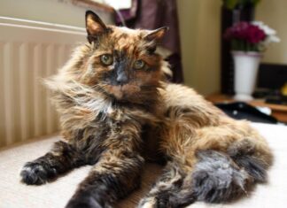 “Rosie” öldü! 33 yaşındaki Rosie, dünyanın en yaşlı kedisi olarak biliniyordu