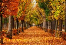 Bugün Ekinoks… Sonbaharın ilk günü… Bugün, gündüz ve gece eşit… .