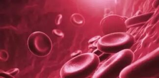 İnsanoğlunun artık yeni bir hücresi var: “EndoMac progenitör hücreleri”