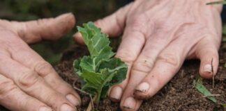 Bu ağaç ve bitkileri mutlaka Eylül’de ekin