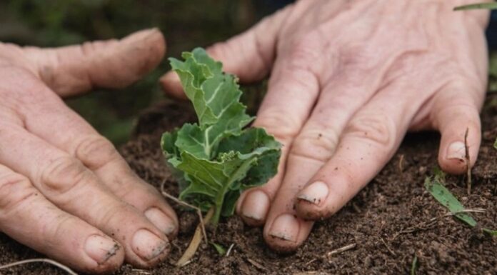 Bu ağaç ve bitkileri mutlaka Eylül’de ekin