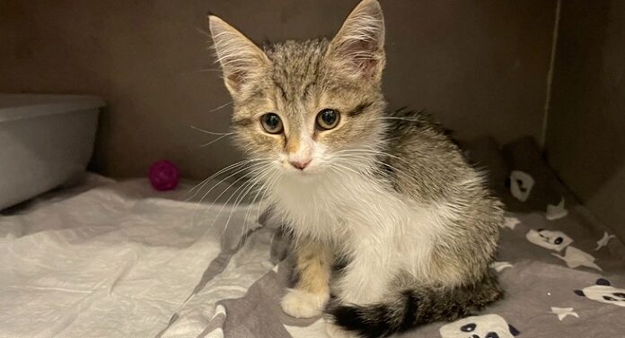 📽️Tavuk sesi çıkartan kediye yuva aranıyor