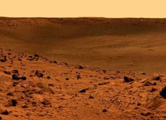 Bilim/Mars’ta hayatta kalabilen bitki keşfedildi