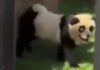 Yıllarca kandırmışlar. Hayvanat bahçesinde panda diye sergiledikleri meğer panda değilmiş!