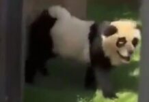Yıllarca kandırmışlar. Hayvanat bahçesinde panda diye sergiledikleri meğer panda değilmiş!